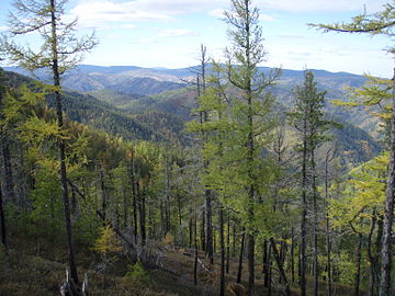 Taïga Siberian autumn in taiga galerie wikipediaJPG