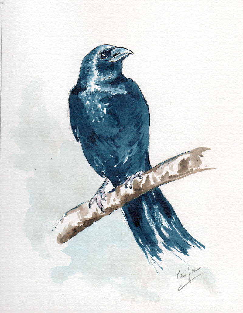  un corbeau, encre mes peintures  
