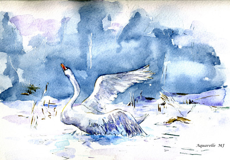 cygne-tragique aquarelle mj