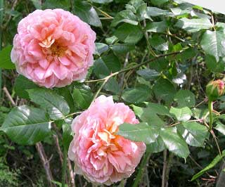 rilke-roses-anglaises-1
