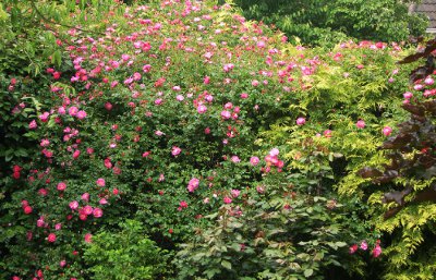 abondance Une haie de roses