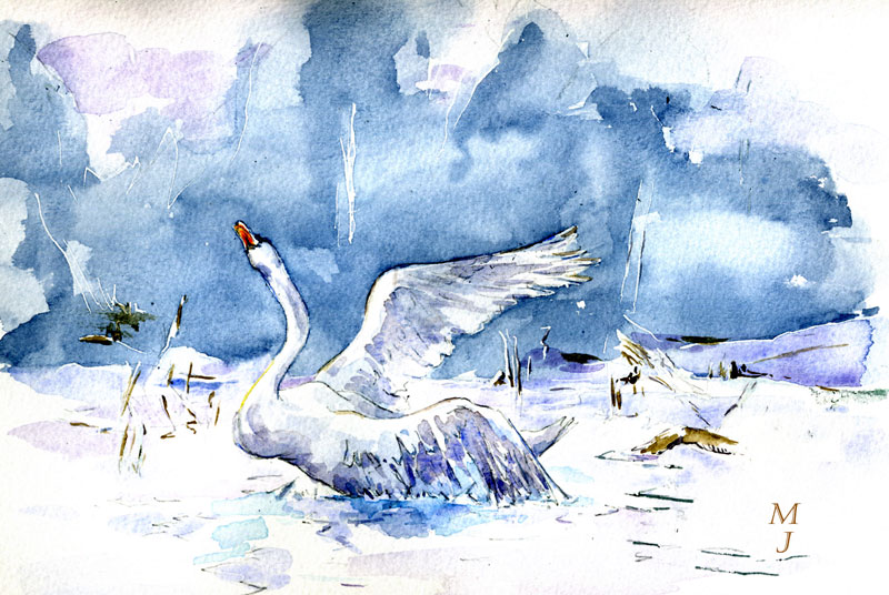 cygne-tragique