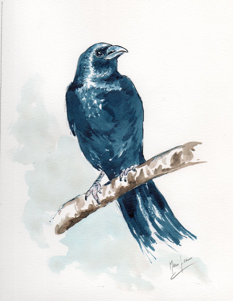 Corbeau  encre mj