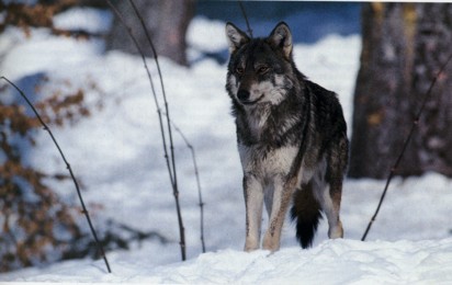 loup dans la neige