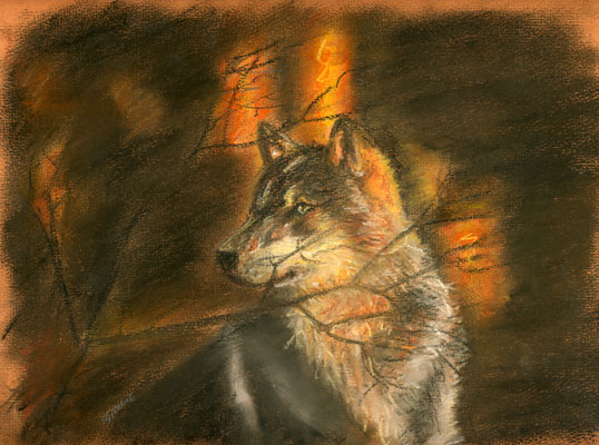 loup pastel de Stephane Crété