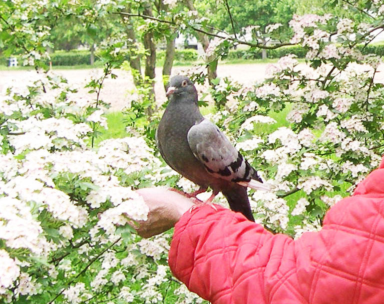 pigeaon  pret  à  s'envoler  vers la liberté 