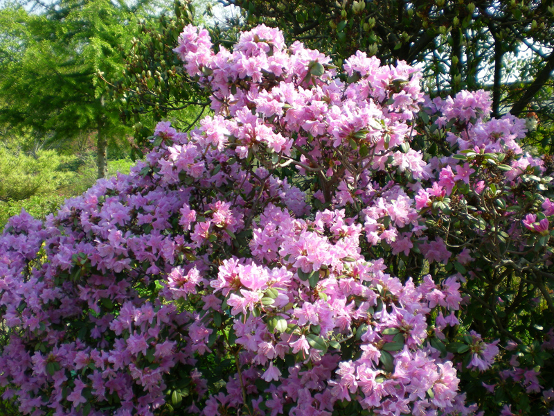 jardin alpestre 9 DSCN3393