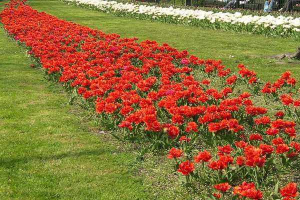 tulipes