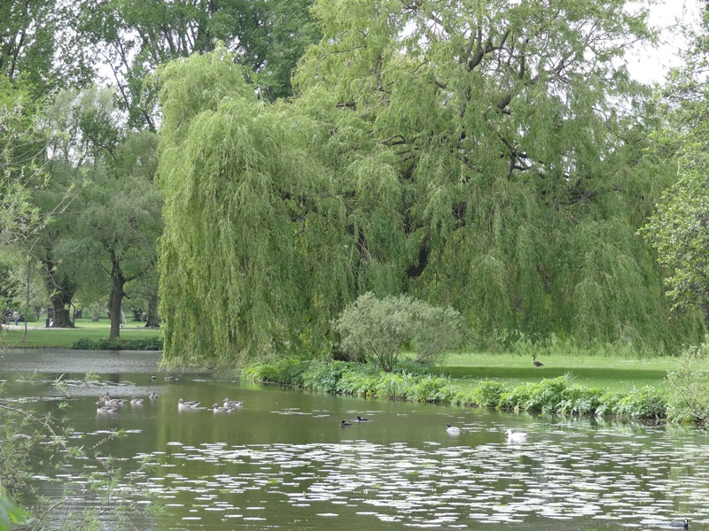 hambour alster nenuphars 1