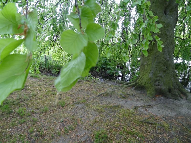 hambourg alster arbres 4