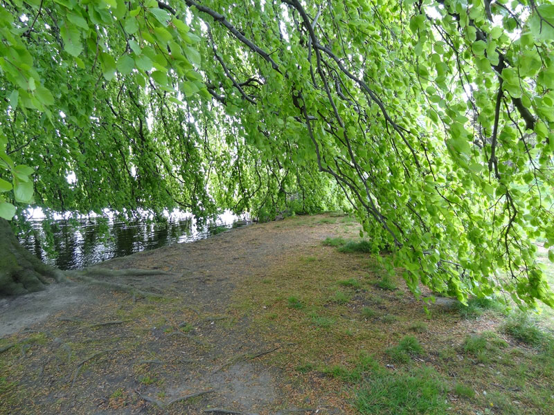 hambourg alster arbres2