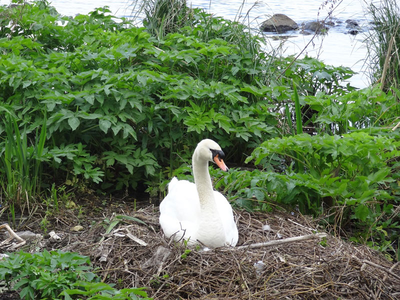 hambourg alster cygne 