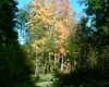 La forêt, les arbres