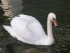 Le cygne