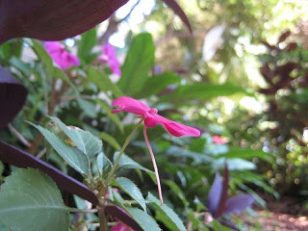 Une exp&eacute;rience  en  Amazonie bolivienne