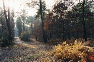 La forêt, royaume en danger