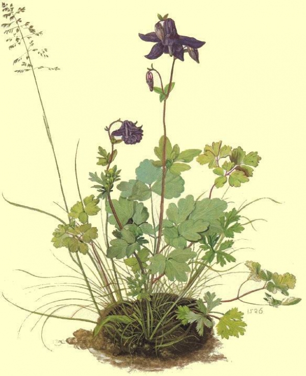 D&uuml;rer  galeries sur  mon blog